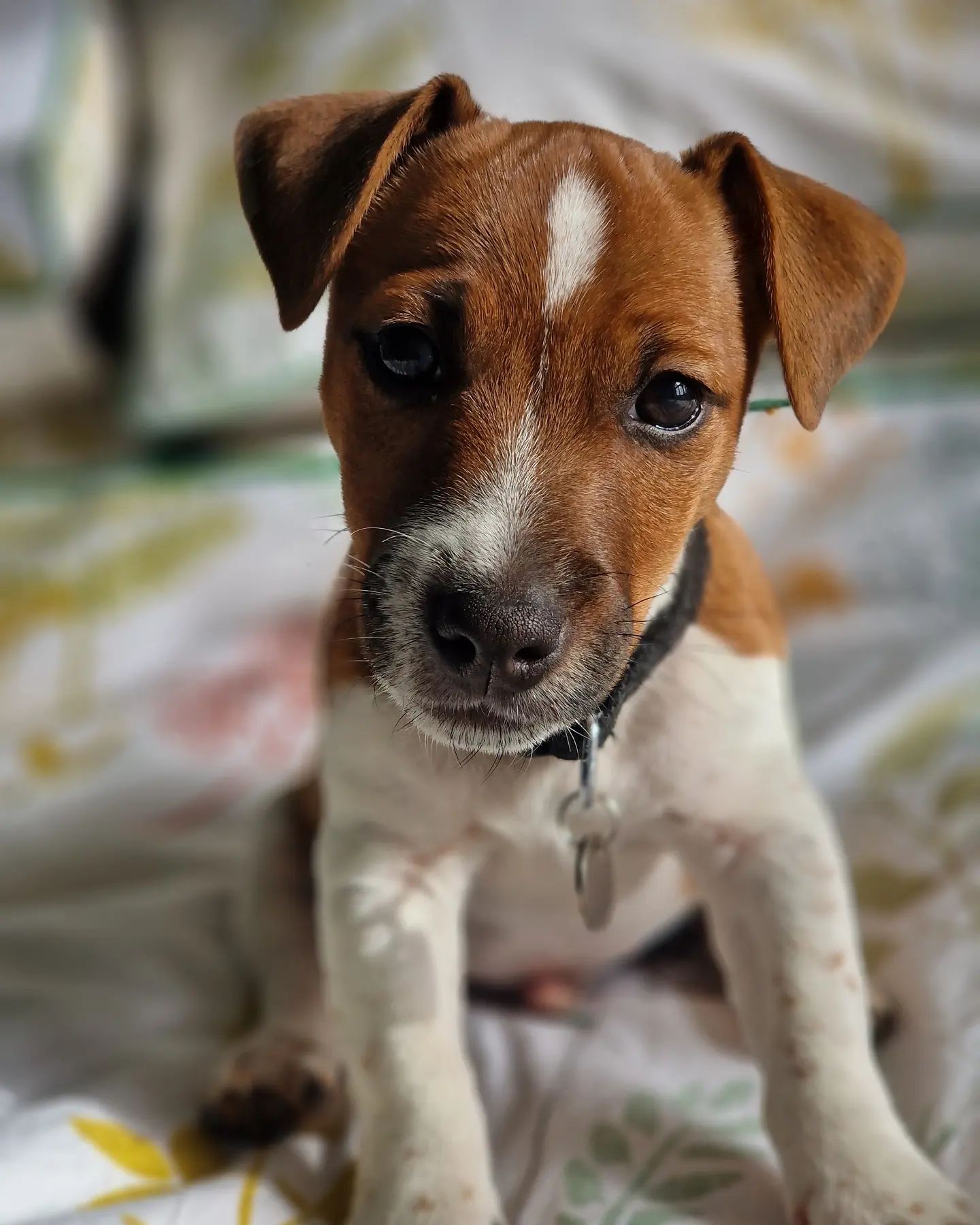 bruno